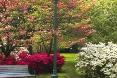 il mio parco jigsaw puzzle