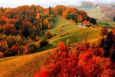 otoÃ±o bosque jigsaw puzzle