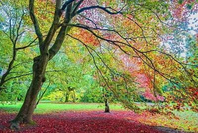 forest pink jigsaw puzzle