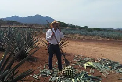 JIMA EN TEQUILA JALISCO