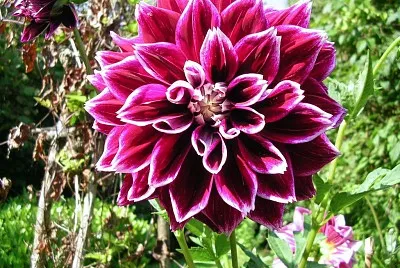 Fleur d 'AoÃ»t
