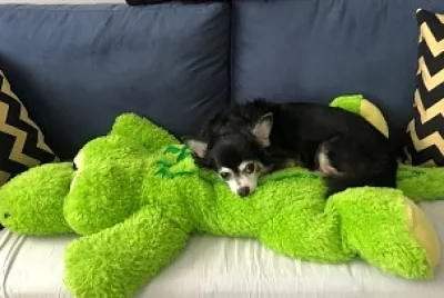 פאזל של Nick com frio