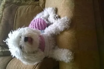 Lula lengua