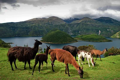 PaÃ­saje llamas jigsaw puzzle