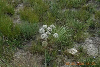 פאזל של Sempre Viva na Serra da Canastra