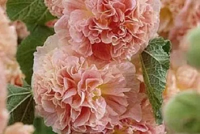 flores