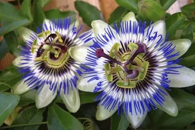 flores - Pasionaria- Mburucuyá