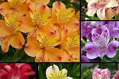 flores - Astromelias