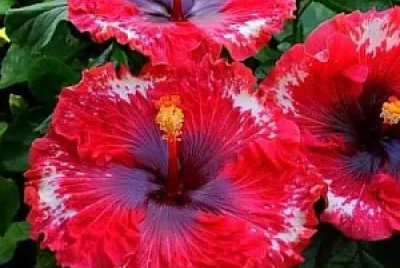 flores