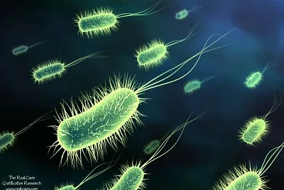 MICROORGANISMOS