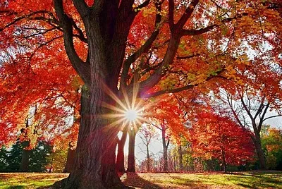 imagem jigsaw puzzle