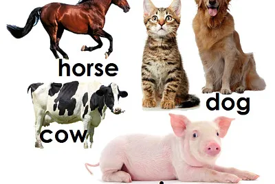animales en ingles