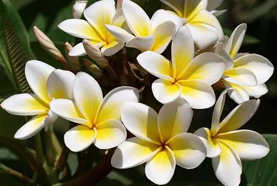 flores - Plumeria
