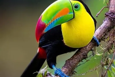 cores jigsaw puzzle