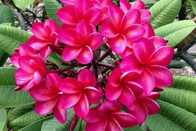 flores - Plumeria roja