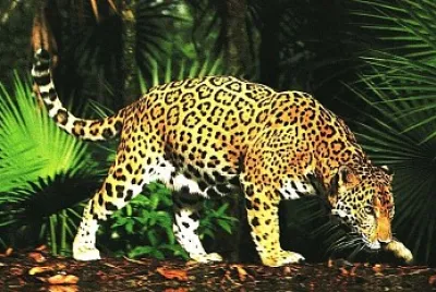 OnÃ§a-pintada