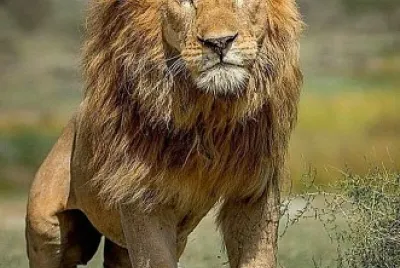 ï¼¡ï¼®ï¼©ï¼­ï¼¡ï¼¬ï¼¥ï¼³4