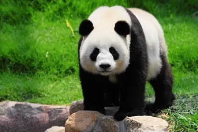 ï¼¡ï¼®ï¼©ï¼­ï¼¡ï¼¬ï¼¥ï¼³5