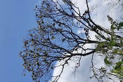 naturaleza pura