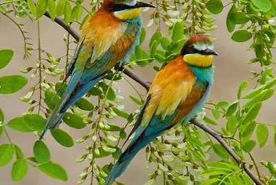 imagem jigsaw puzzle