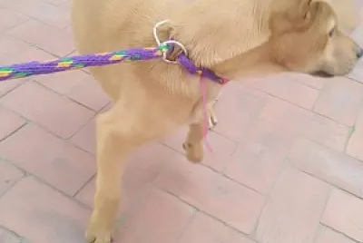 perrito
