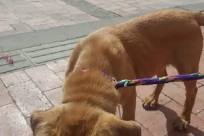 Ojitos