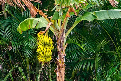 Banana Tree
