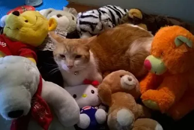 Where 's Ava Kitty?