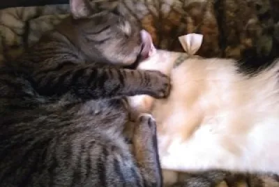 Sebastian   Cookie Snuggle Time