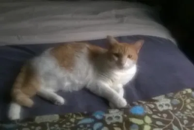 Ava Kitty