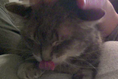 Cozette Nom Nom Nom