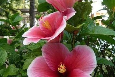 flores