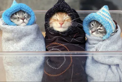 gatinhos
