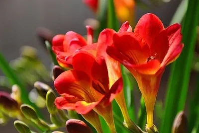 REVELANDO A PRIMAVERA