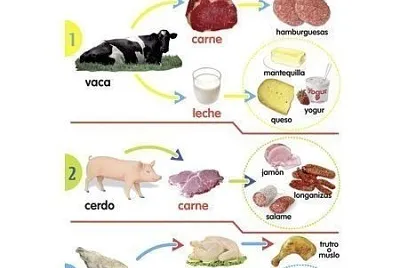 Animales y sus derivados