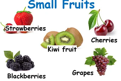 Small Fruits
