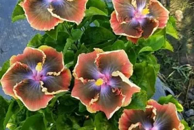 flores