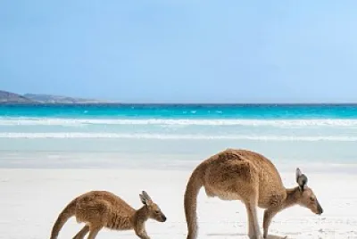natural jigsaw puzzle