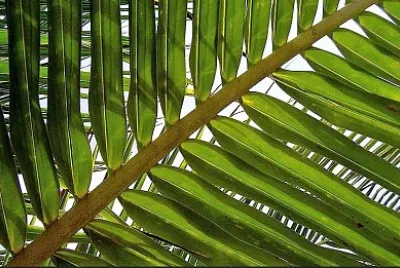 palm leaf