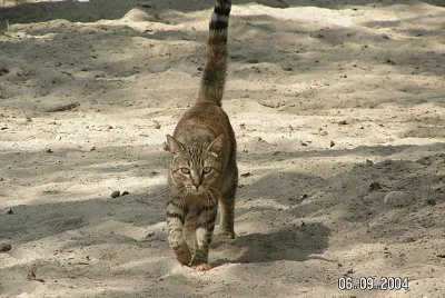 Oups cat