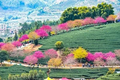 cerezo en flor jigsaw puzzle