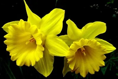flores - Narciso