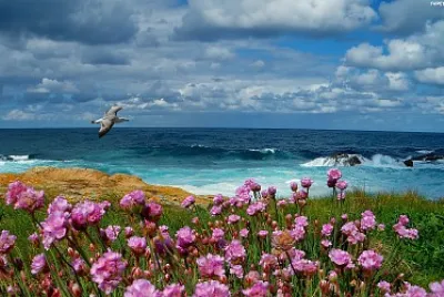 flores playa jigsaw puzzle