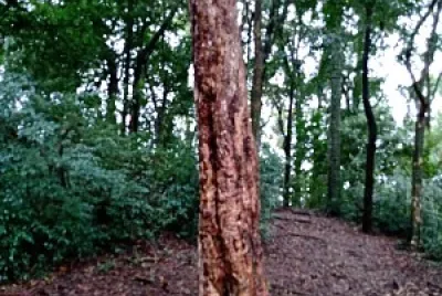 bosque do saturno