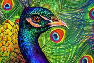 Beautiful Peacock jigsaw puzzle