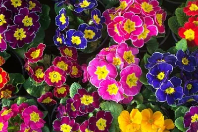 flores - Prí­mulas