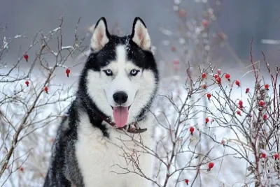 Husky
