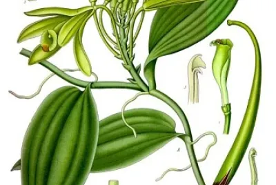 Partes de la vainilla