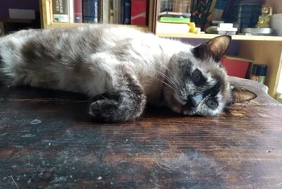 Tumbada al sol