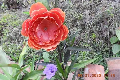 FLOWERS